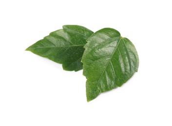 Photo of Leaves of hibiscus plant isolated on white