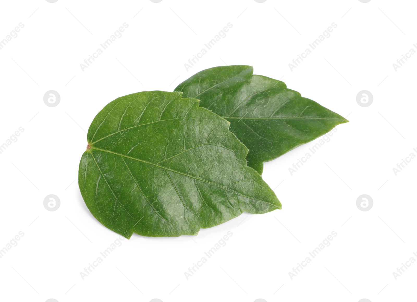 Leaves of hibiscus plant isolated on white Photo of Leaves of hibiscus plant isolated on white