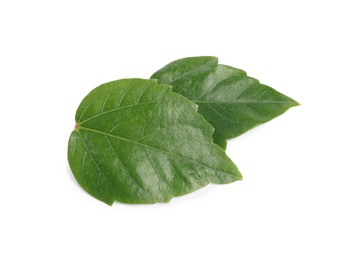 Photo of Leaves of hibiscus plant isolated on white