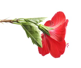 Photo of Beautiful red hibiscus flower bud isolated on white
