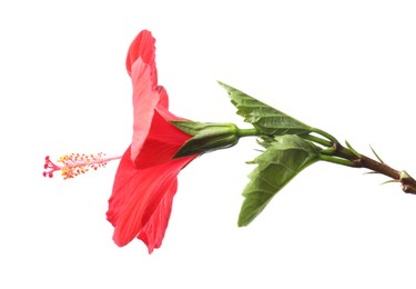 Photo of Beautiful red hibiscus flower bud isolated on white