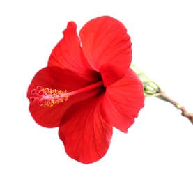 Photo of Beautiful red hibiscus flower bud isolated on white