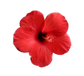 Photo of Beautiful red hibiscus flower bud isolated on white