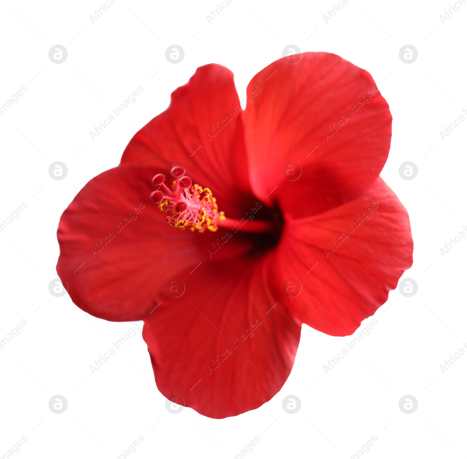 Photo of Beautiful red hibiscus flower bud isolated on white