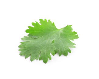 Photo of Leaf of aromatic cilantro isolated on white