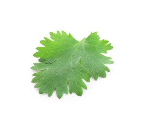 Photo of Leaf of aromatic cilantro isolated on white