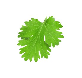 Photo of Leaf of aromatic cilantro isolated on white