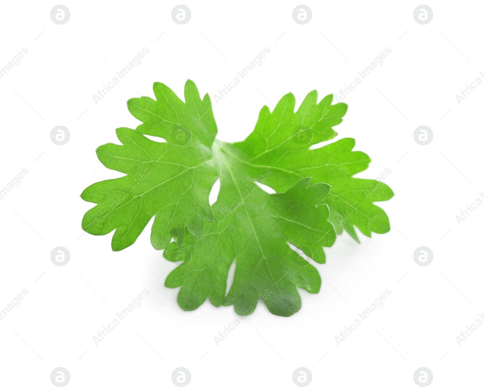 Photo of Leaf of aromatic cilantro isolated on white