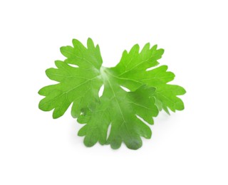 Photo of Leaf of aromatic cilantro isolated on white