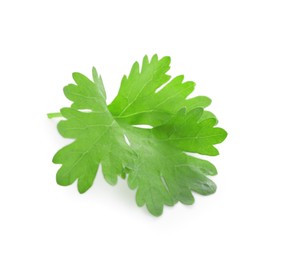 Photo of Leaf of aromatic cilantro isolated on white