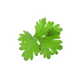 Photo of Leaf of aromatic cilantro isolated on white
