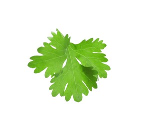 Photo of Leaf of aromatic cilantro isolated on white