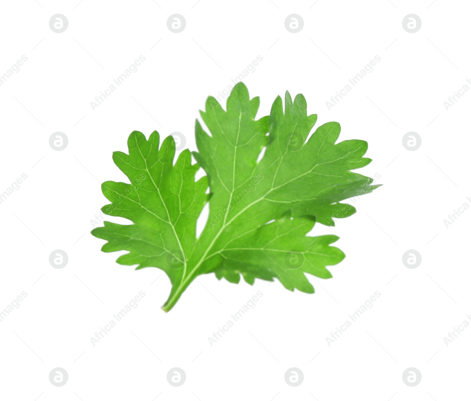 Photo of Leaf of aromatic cilantro isolated on white