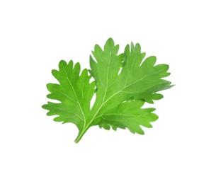 Photo of Leaf of aromatic cilantro isolated on white