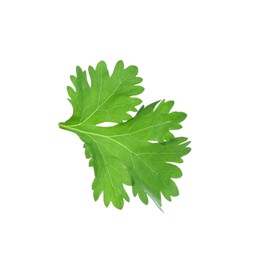 Photo of Leaf of aromatic cilantro isolated on white