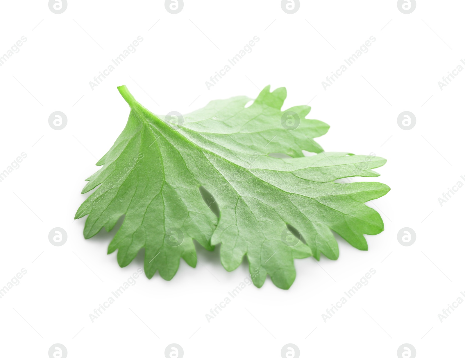 Photo of Leaf of aromatic cilantro isolated on white