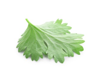 Photo of Leaf of aromatic cilantro isolated on white