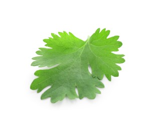 Photo of Leaf of aromatic cilantro isolated on white