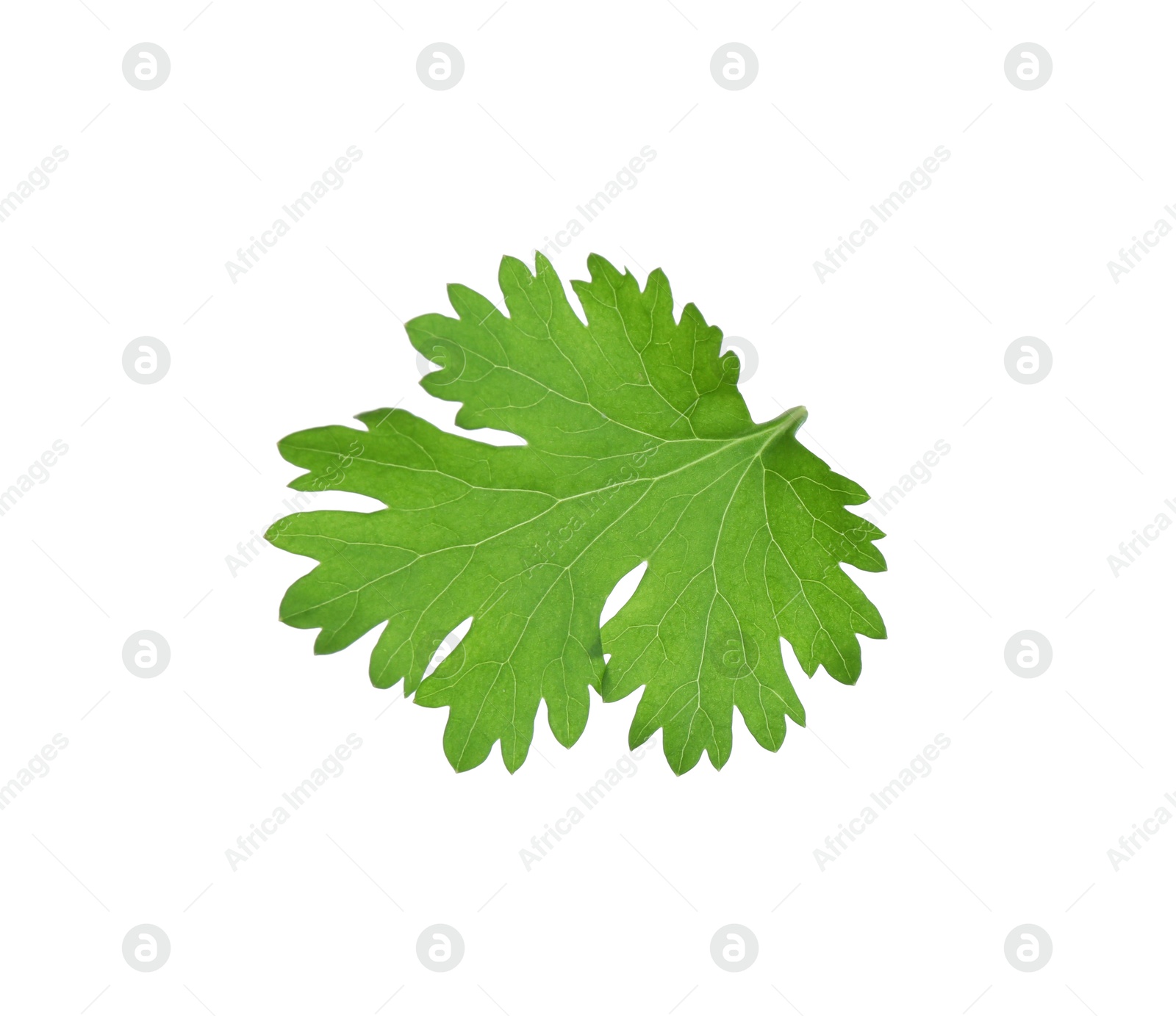 Photo of Leaf of aromatic cilantro isolated on white
