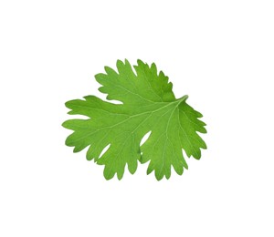 Photo of Leaf of aromatic cilantro isolated on white