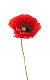 Photo of One beautiful poppy flower isolated on white