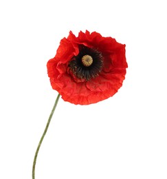 Photo of One beautiful poppy flower isolated on white