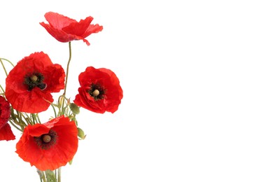 Photo of Bouquet of beautiful poppy flowers isolated on white
