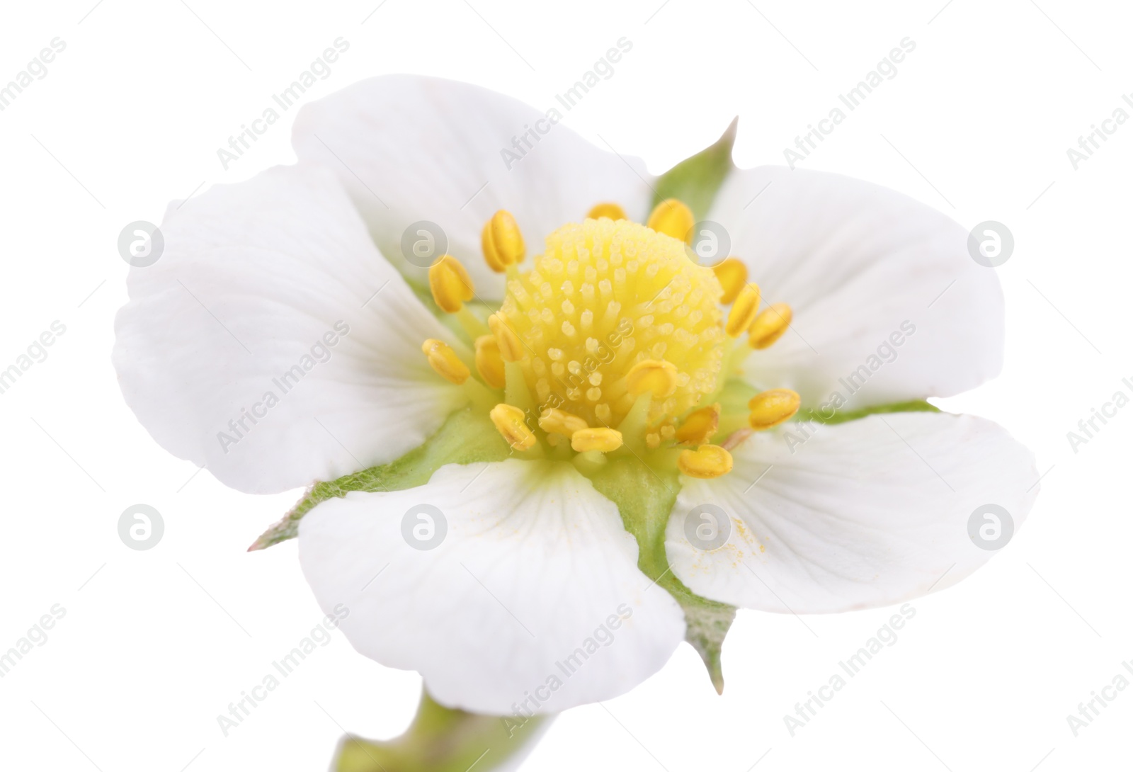 Photo of One beautiful strawberry flower isolated on white