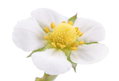 Photo of One beautiful strawberry flower isolated on white