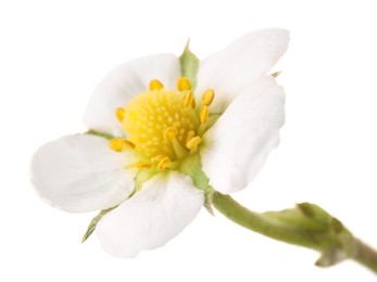Photo of One beautiful strawberry flower isolated on white