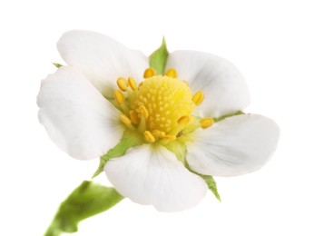 Photo of One beautiful strawberry flower isolated on white