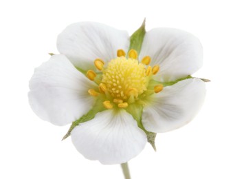 Photo of One beautiful strawberry flower isolated on white