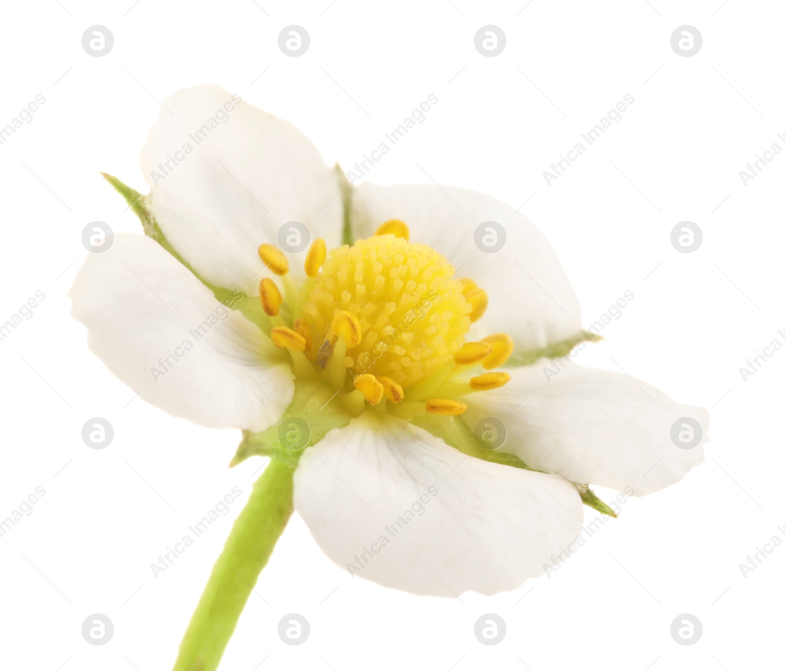 One beautiful strawberry flower isolated on white Photo of One beautiful strawberry flower isolated on white