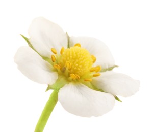 Photo of One beautiful strawberry flower isolated on white
