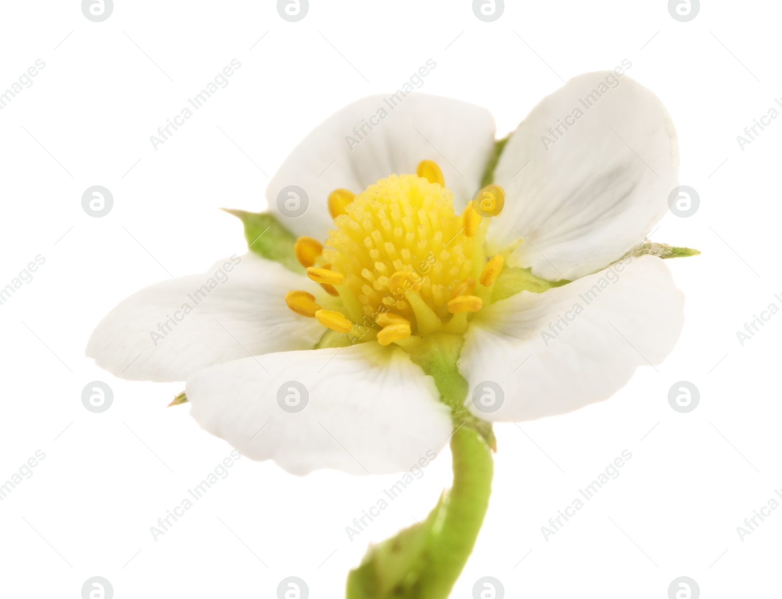 One beautiful strawberry flower isolated on white Photo of One beautiful strawberry flower isolated on white