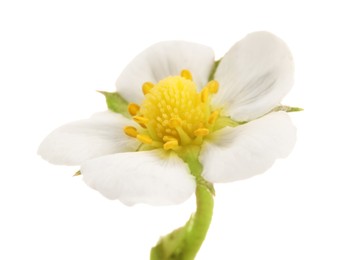 Photo of One beautiful strawberry flower isolated on white