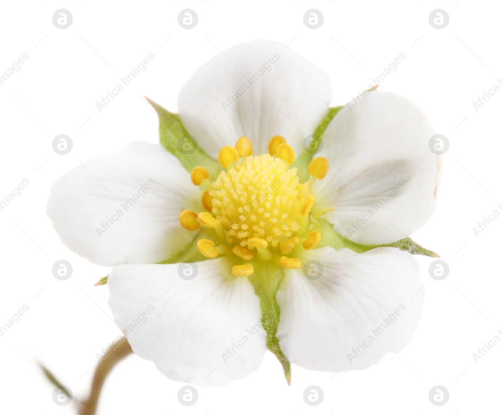 Photo of One beautiful strawberry flower isolated on white