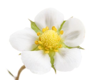 Photo of One beautiful strawberry flower isolated on white