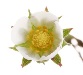 Photo of One beautiful strawberry flower isolated on white