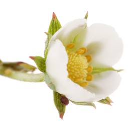 Photo of One beautiful strawberry flower isolated on white