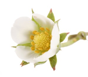Photo of One beautiful strawberry flower isolated on white