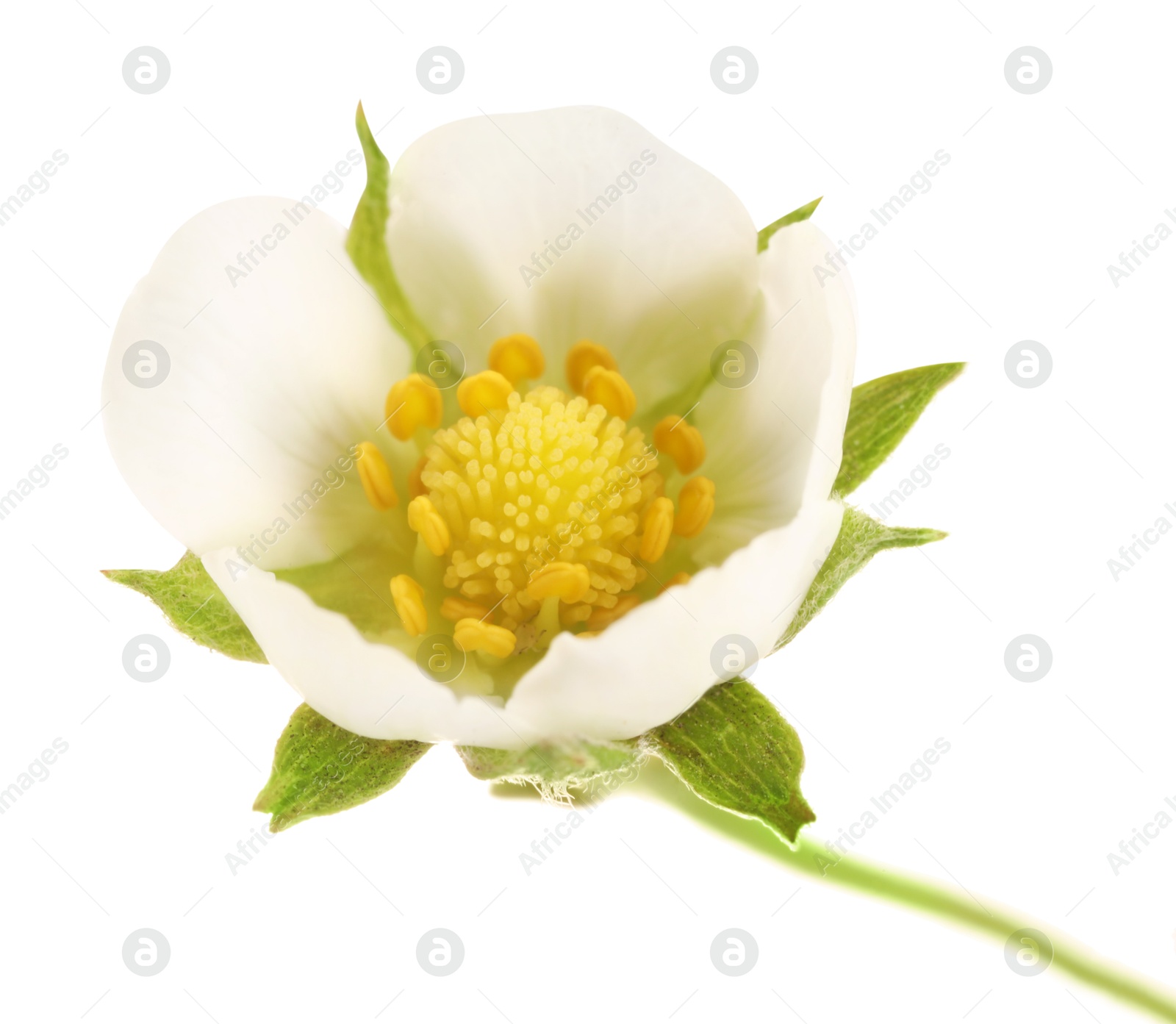One beautiful strawberry flower isolated on white Photo of One beautiful strawberry flower isolated on white