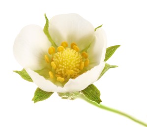 Photo of One beautiful strawberry flower isolated on white