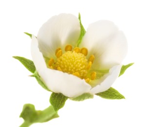 Photo of One beautiful strawberry flower isolated on white