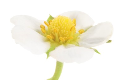 Photo of One beautiful strawberry flower isolated on white