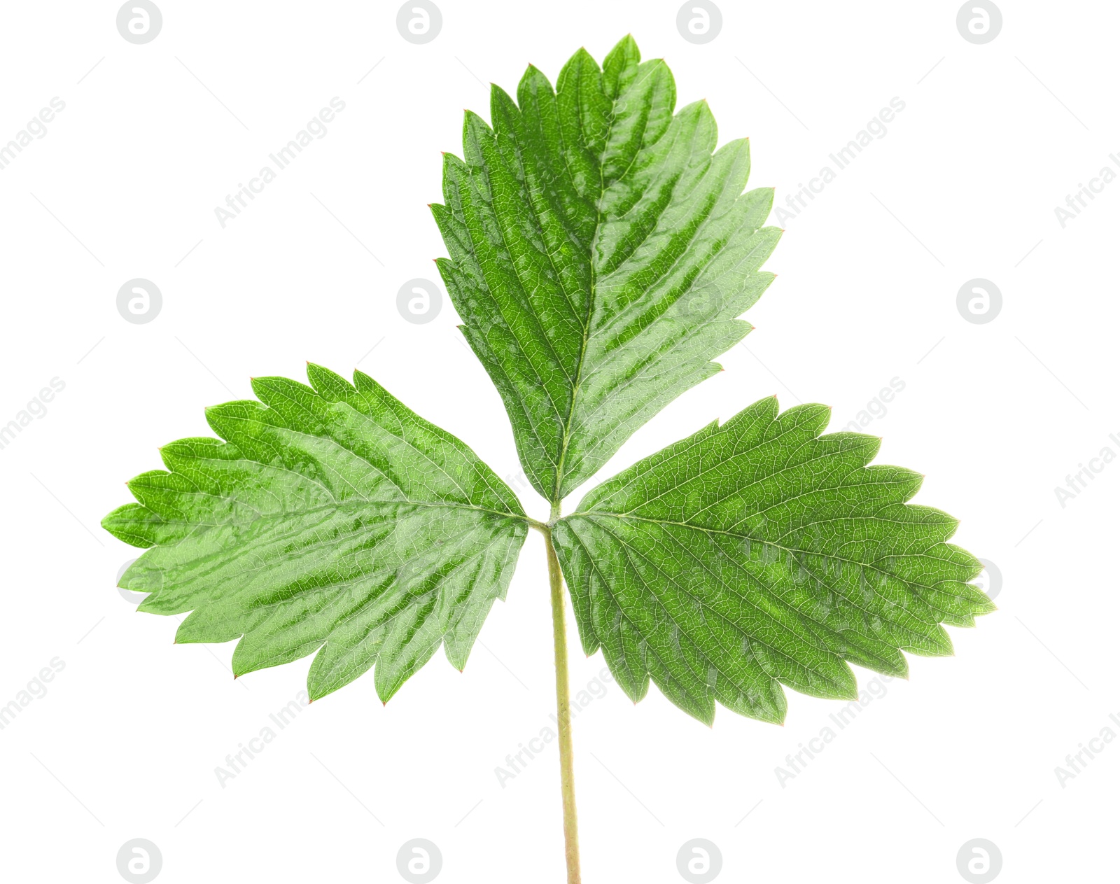 Photo of Sprig with green strawberry leaves isolated on white