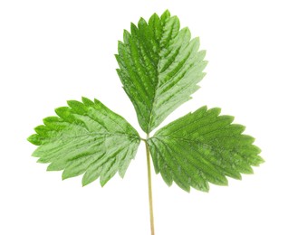 Photo of Sprig with green strawberry leaves isolated on white