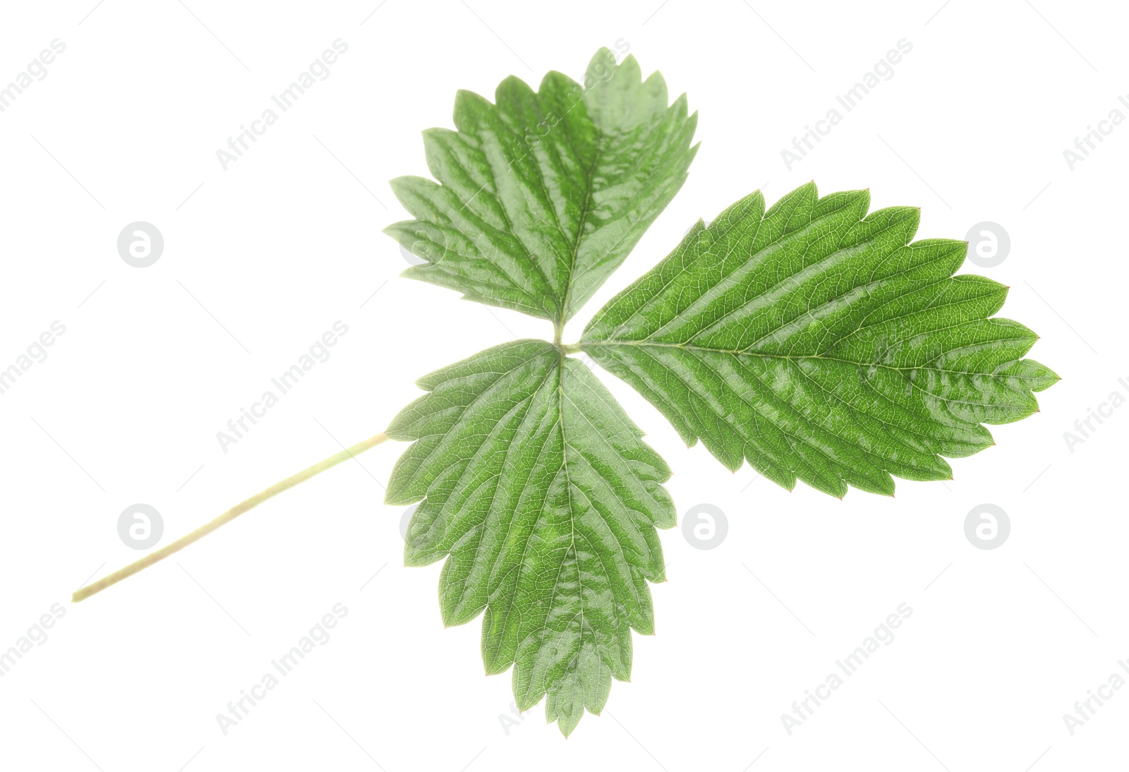 Photo of Sprig with green strawberry leaves isolated on white