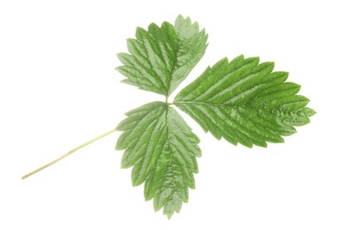 Photo of Sprig with green strawberry leaves isolated on white