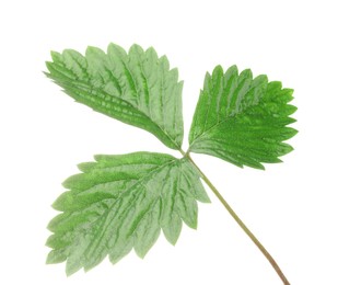 Photo of Sprig with green strawberry leaves isolated on white